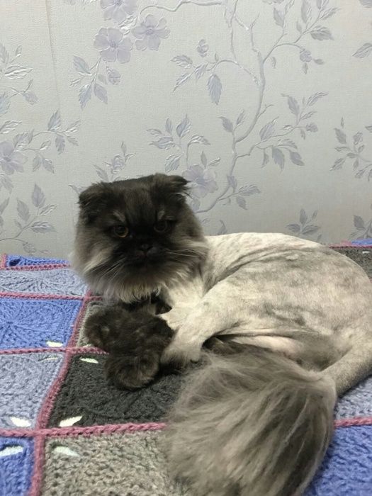 Кошки, срижка , купание и т.д.