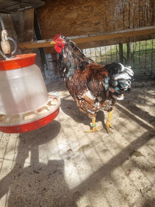 Cocoși Wyandotte 2025