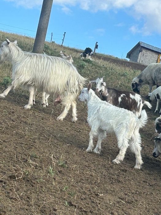 Vand capre sănătoase si ingrijite