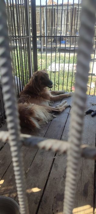 Овчарки выбор очень большой в отлове