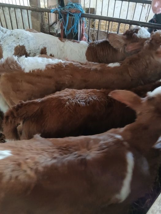 Vând taurasi si vitele preintarcati