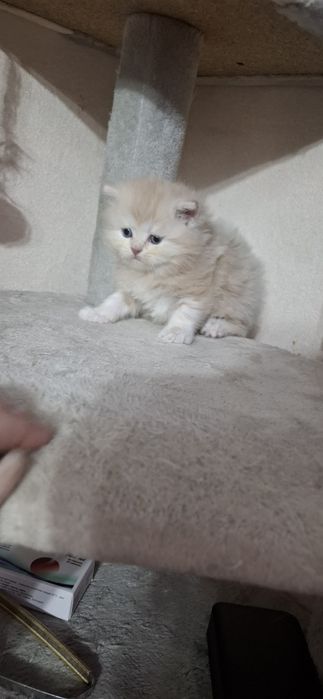 Шотландские котята страйтики