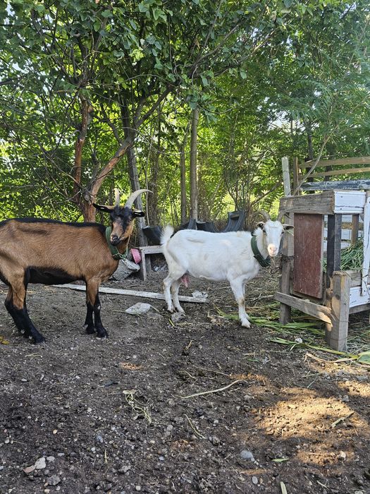 Vand doua capre una corcitura de sannen iar cealaltă ieduta de  Alpin francez