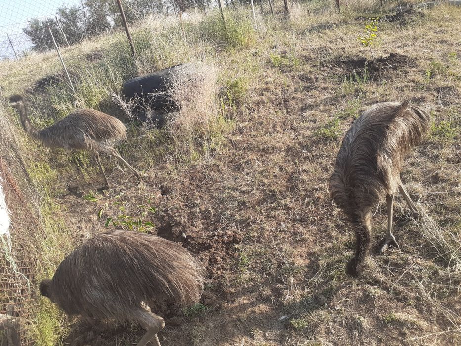 Pui strut emu australian