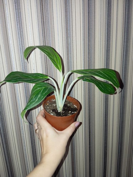 Продам Аглаонема разных сортов