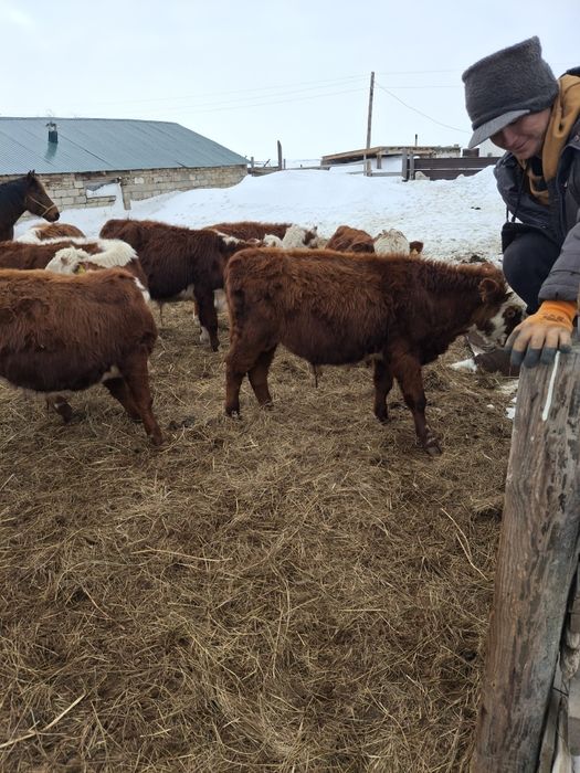 Продам быков молодняк