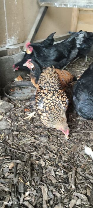 Găină Wyandotte gsg gold 1 buc