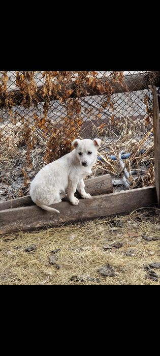 Щенки  бесплатно