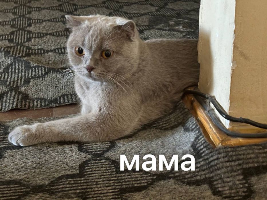 продаются котята скоттиш фолд и страйт. Элитные,породистые