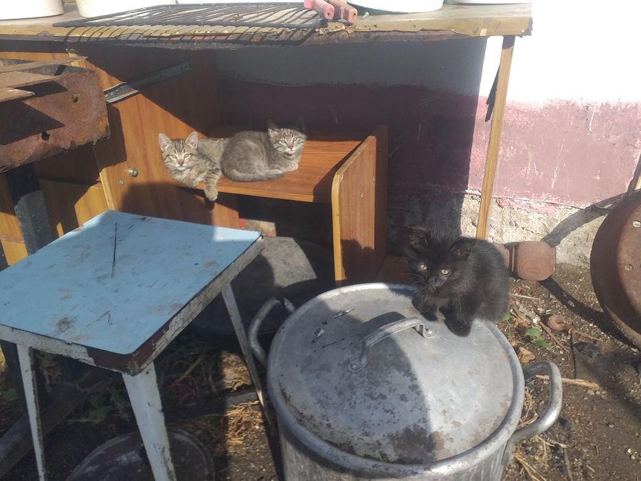 Дарю котят в Майкудуке