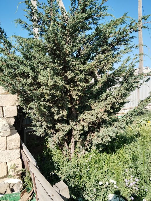 Продаются Можжевельник