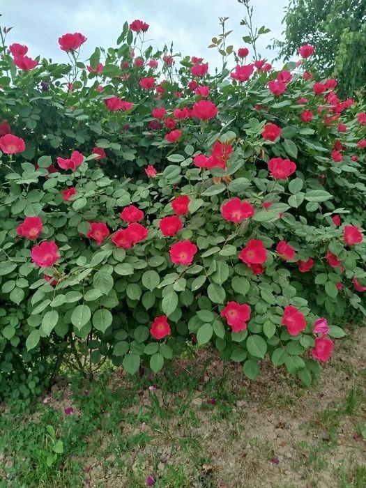 Turli xil gullar manzarali gullar ekish oʻgʻitlash