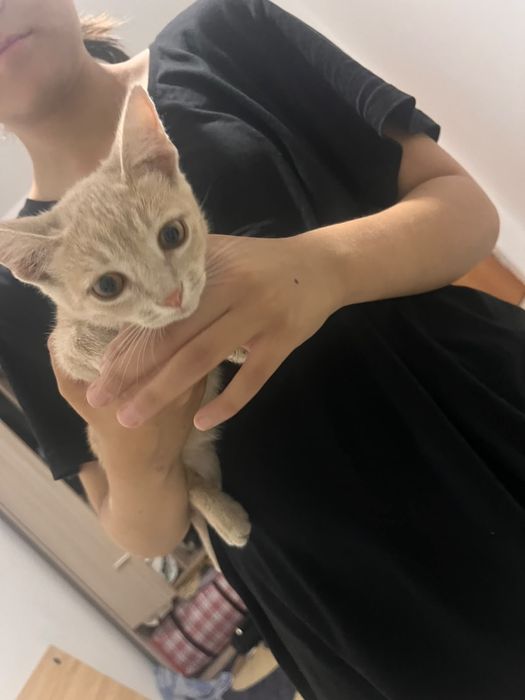 отдам котенка в добрые руки
