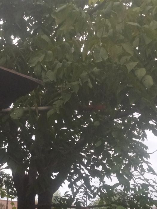 Орех Манжурский ( Дальневосточный)