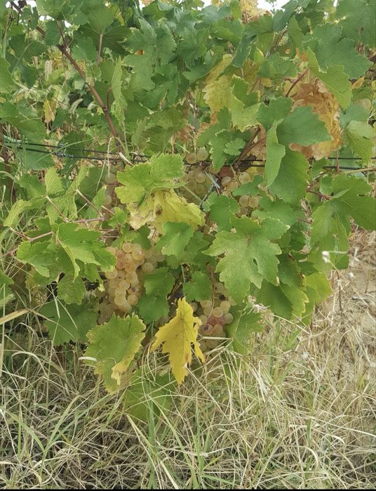 Vand struguri de vin pentru mai mult detali la nr de tel