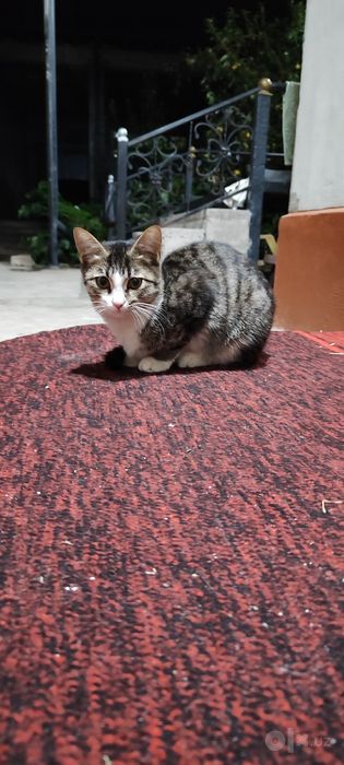 Котятя в добрые руки!
