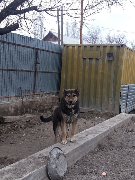 Қабаған ит тегін беріледі.