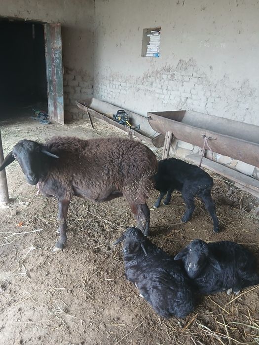 Zottor Qo'y 3 ta bolasi bilan.