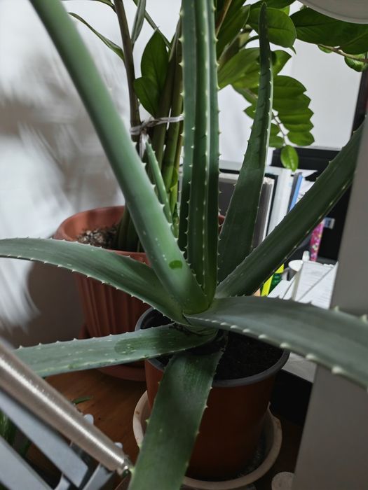 Продам алоэ-вера