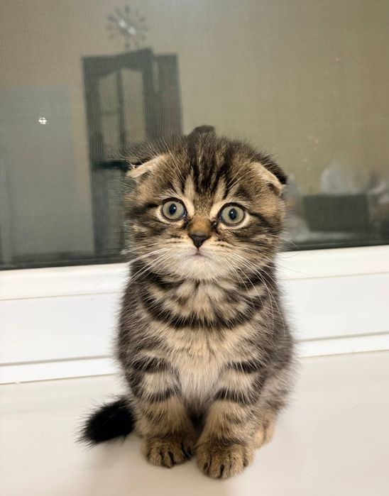 2 малчик 1 девочка