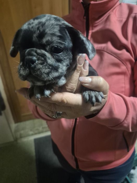 Френски Булдочета