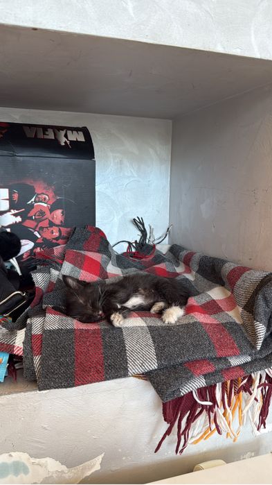 Котенек за бесплатно