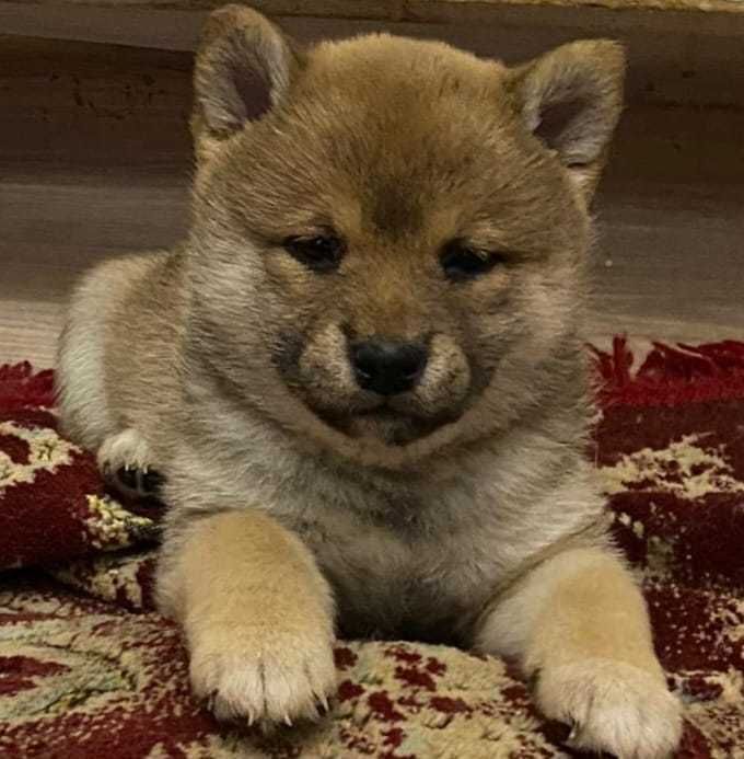 Сиба ину щенки Каспий рассрочка 12 мес, РЭД