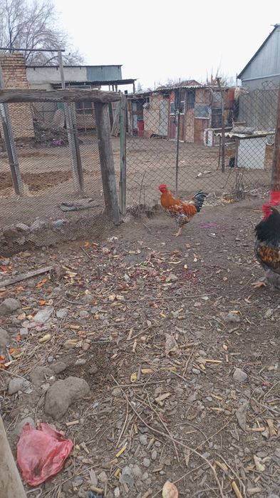 Продам петуха молодого.