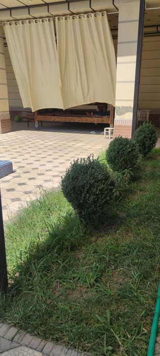 Дача . Ташкентская область. Ку́ксарой.