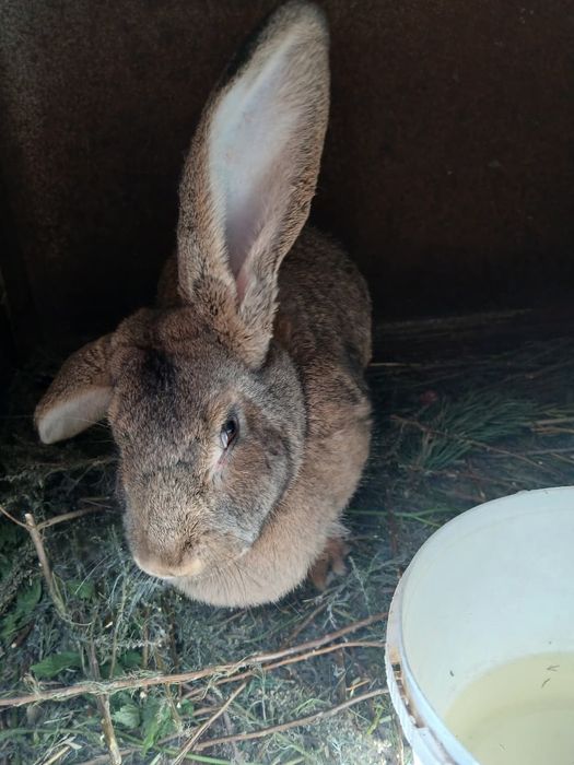 Продам кролика фландр