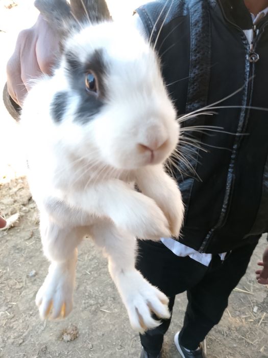 Strakach quyon sotiladi