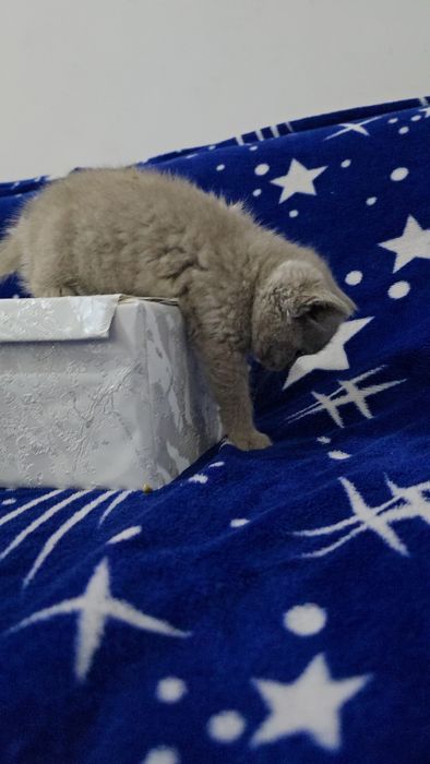 Британские девичка и мальчик