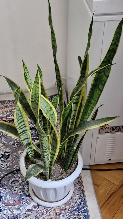 Комнатные цветы продам