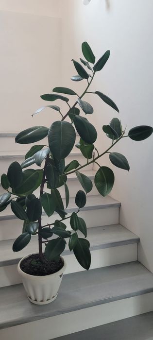 Фикус каучуконосный