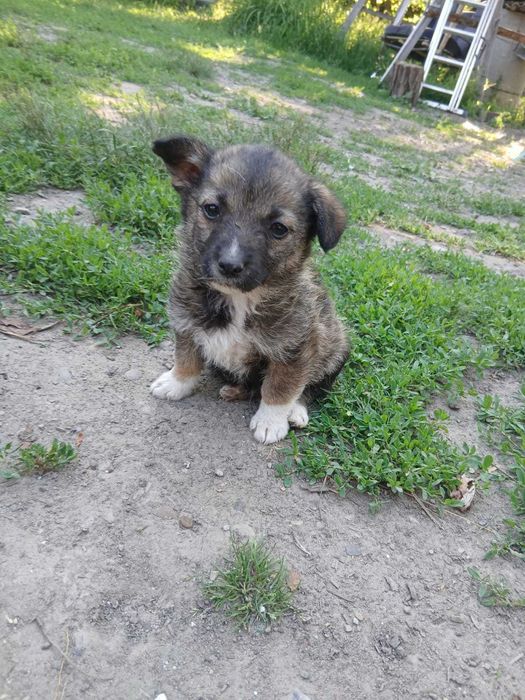 Căței de 2 luni de vânzare