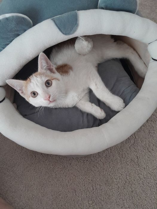 Домик новый для котят