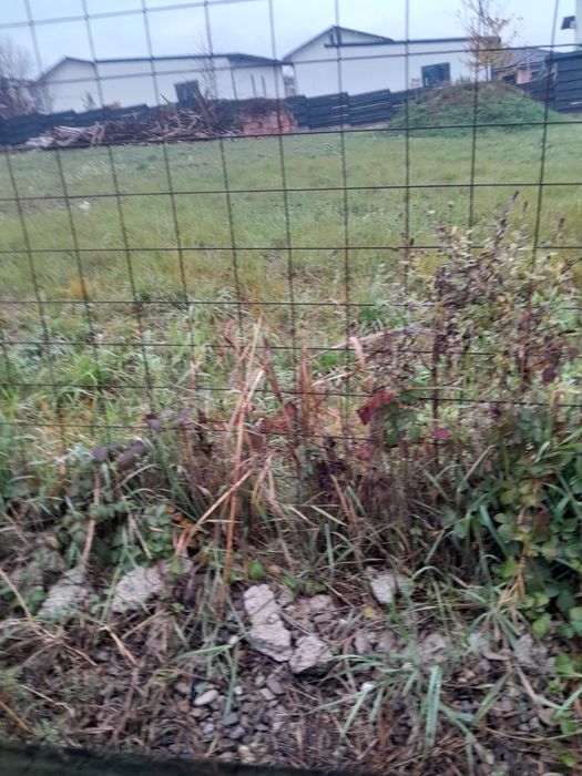 Pers fizica vind 550 mp  teren popas pacurari valea lupului  str soare