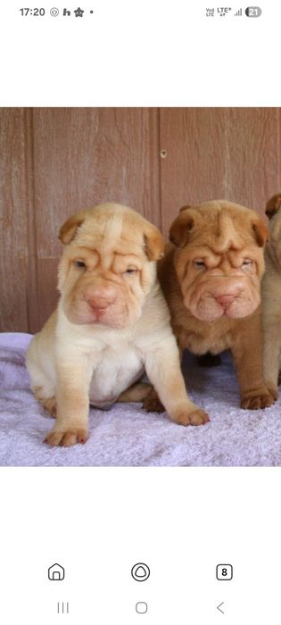 Продаёца шарпей шрщршршмгршрли