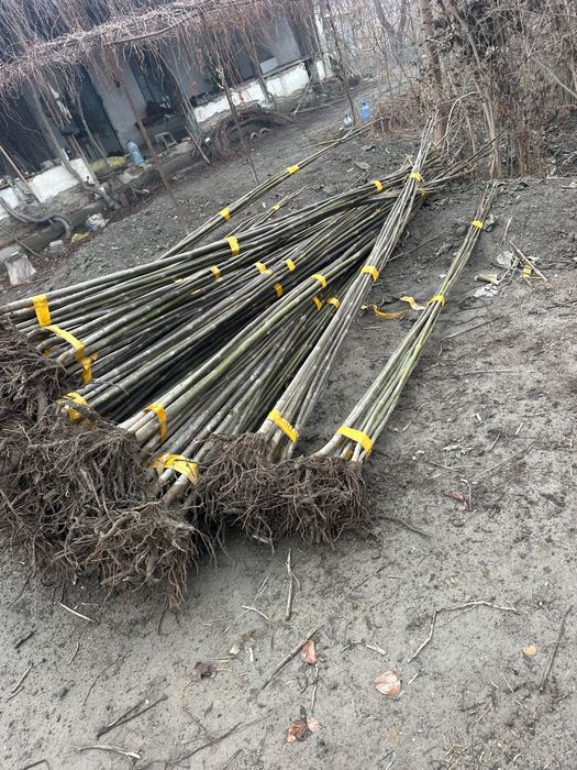 Павлония сотилади Pavloniya bor