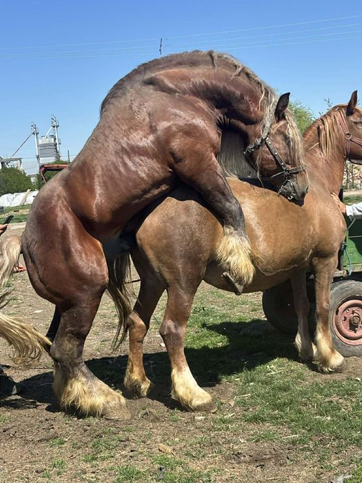 Vand iapa 10 ani cu manz !
