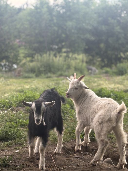 3 Capre nemțești si o ieduță