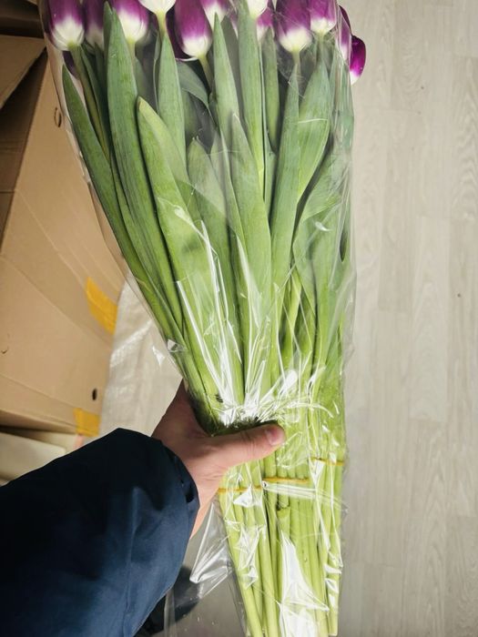 Тюльпаны отличного качества!