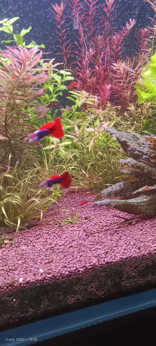 Аквариумные рыбы