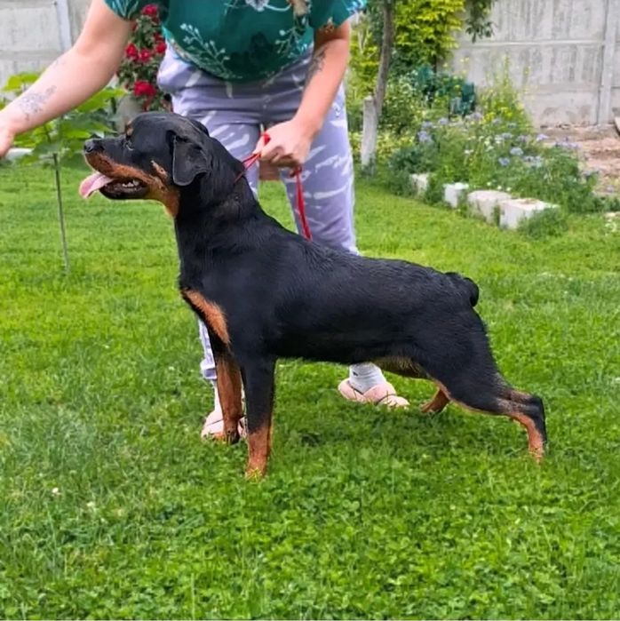 Ротвейлер девочка 1.10