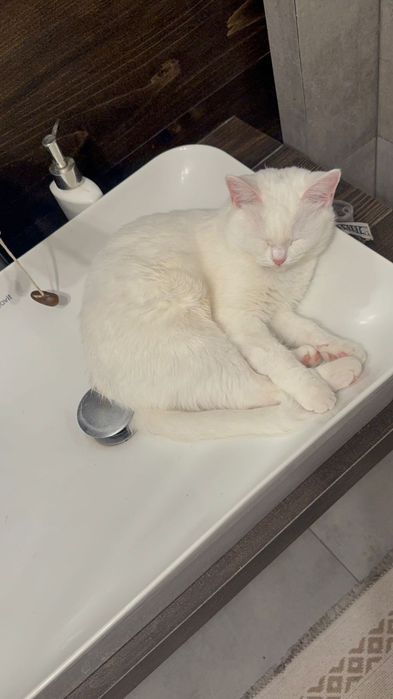 Белая кошка бразильская