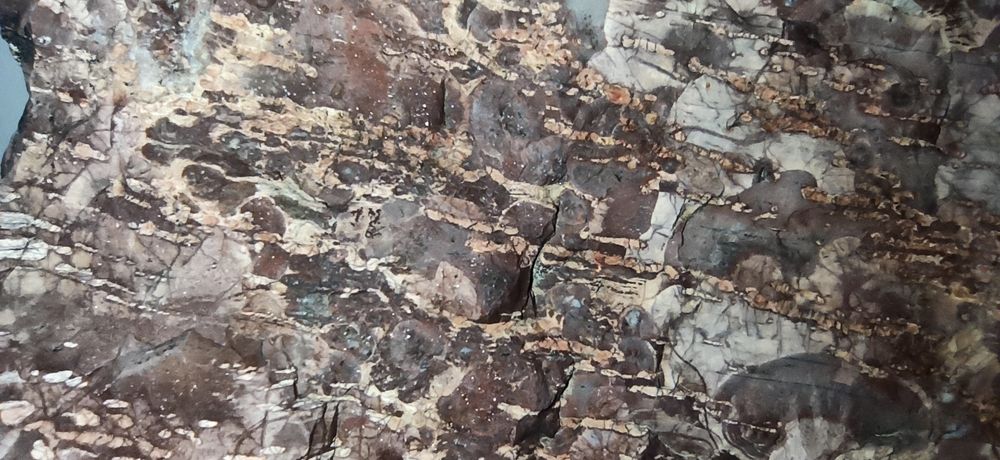 Продам окаменелые фрагменты дерева