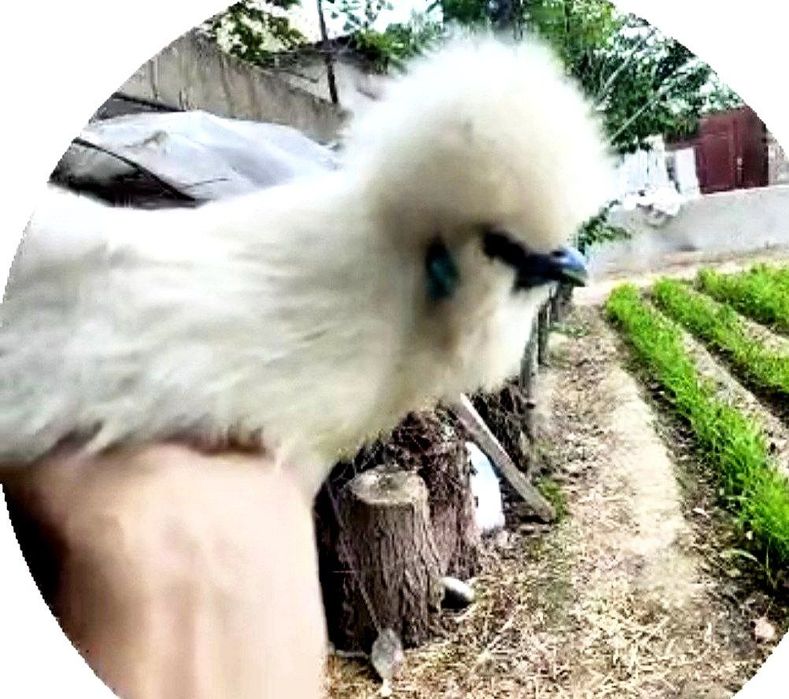 Sholk Amerkanskiy paroda besh panja ko'k terili go'shti tumshuq ko'k