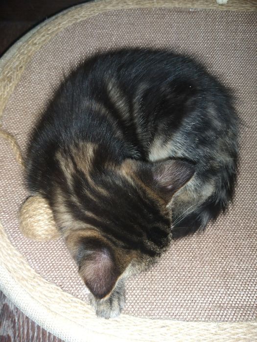 Котята в хорошие руки