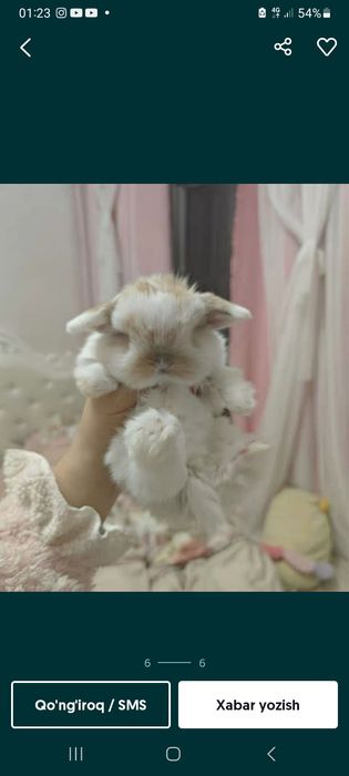 Katta bo'midigan karlik quyon