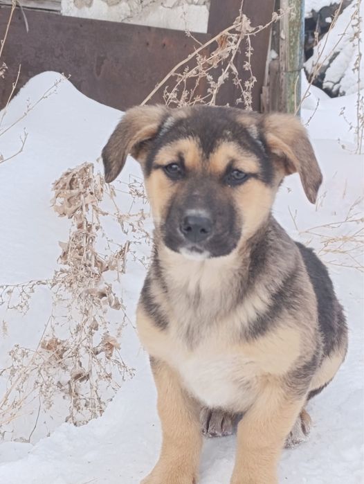 Щенки………………………….